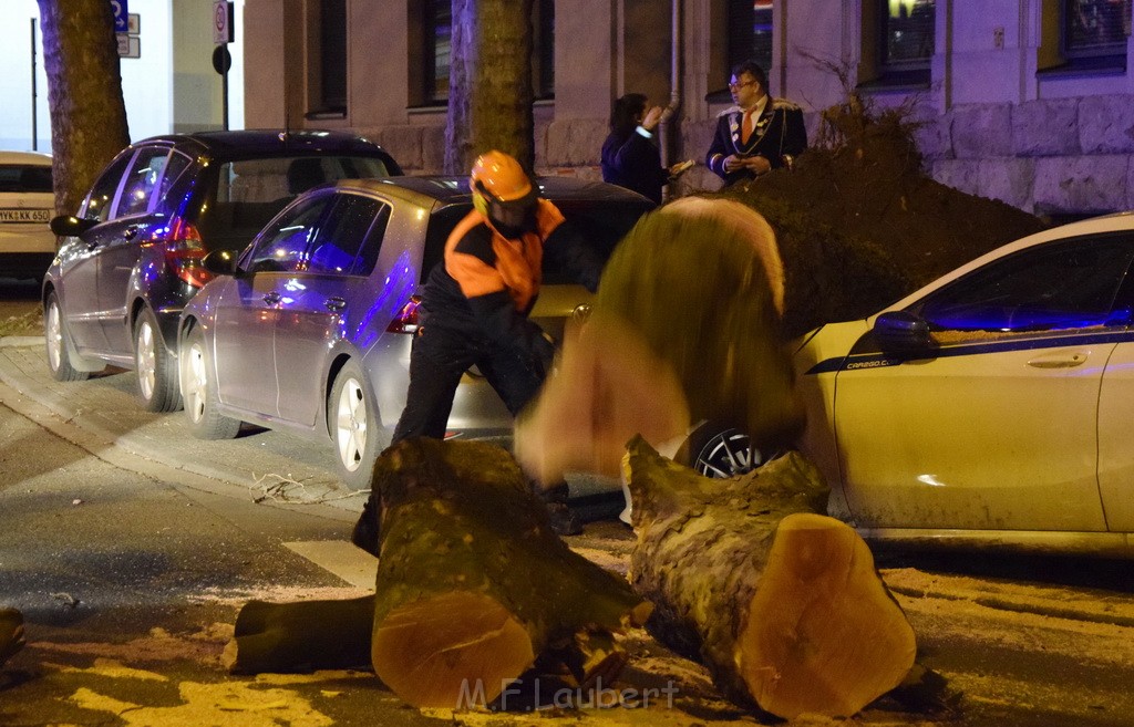 Baum auf PKWs Koeln Mitte Rheinuferstr Goldgasse P084.JPG - Miklos Laubert